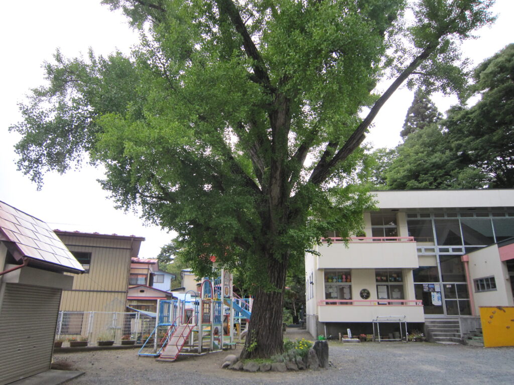 実相寺のイチョウ